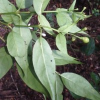 Gaertnera walkeri (Arn.) Blume